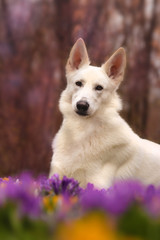 Schweizer Schäferhund