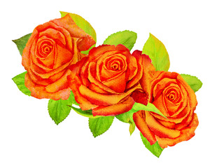 Three orange roses with green foliage on a white background - watercolor painting