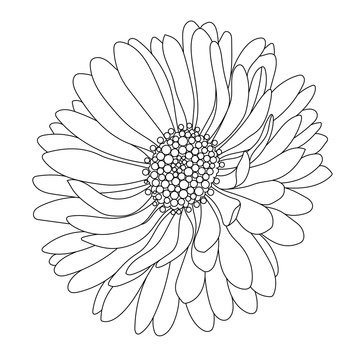  Monochrome, black and white aster flower isolated on a white background. Vector.