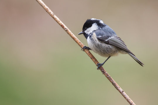La m&eacute;sange noire