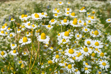 Flowering, Chamomile. Blooming chamomile field, Chamomile flowers on a meadow in summer, Selective focus