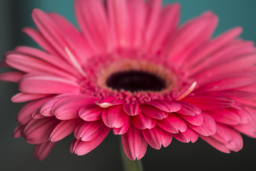 Closeup of gerbera flower in  the summer