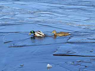 Утки среди тающих льдин © Катерина