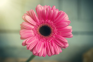 Pink gerbera petals in the sunlight