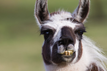 Schickes Lama zeigt sein tolles Gebiss