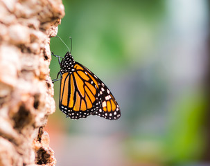 Macro of a Monarch butterfly