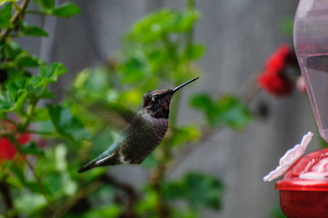 Hummingbird