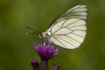 Aporia crataegi / Gazé / Piéride de l'aubépine