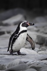 The Humboldt penguin (Spheniscus humboldti)