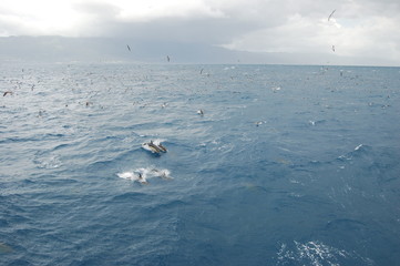 Golfinhos de agua salgada
