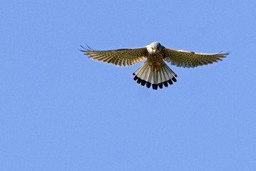 Falco tinnunculus / Faucon crécerelle
