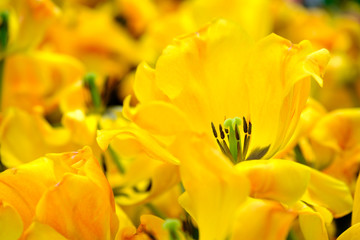 Blossoming fresh tulips macro background
