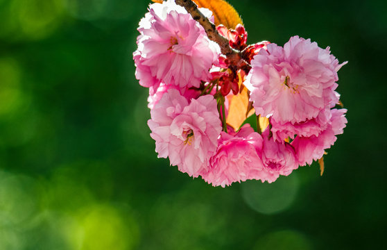 Sakura flower blossom in springtime