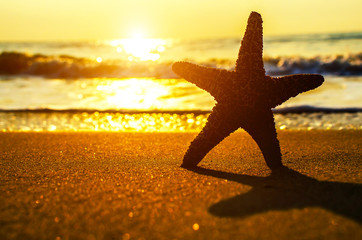 Fototapeta na wymiar Beautiful beach with sunrise background. Focus on sea starfish.