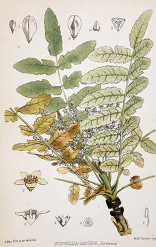 Illustration Botanique / Boswellia Carterii / Arbre à Encens