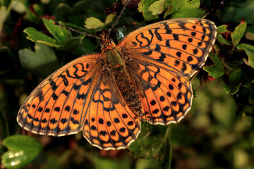 Didymaeformia didyma / Mélitée orangée