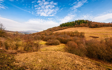 Fototapeta premium forest on a mountain hill side