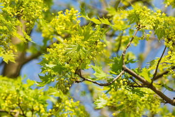 Maple branches with young leaves and flowers on a background of blue sky in spring