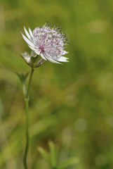 Astrantia minor / Petite astrancie