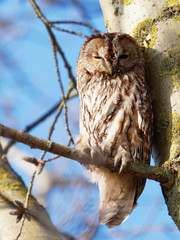 Tawny Owl - Strix Aluco