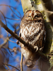 Tawny Owl - Strix Aluco