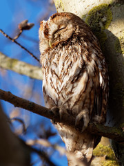 Tawny Owl - Strix Aluco