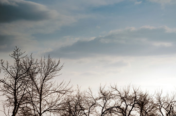 Tree branches against the sky