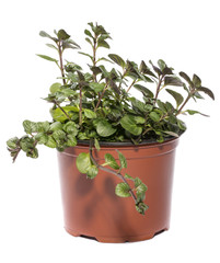 Fototapeta premium Bush of orange mint in a pot on a white background 