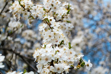 A blooming branch of apple tree in spring