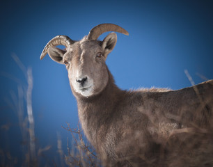 Obraz premium Bighorn Sheep