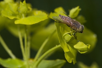 Atylotus rusticus / Taon rustique