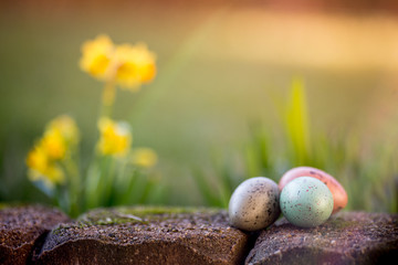 narcissus and easter eggs on the spring background
