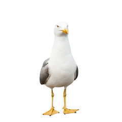 Seagull, isolated on white background © E.O.