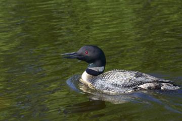 common loon