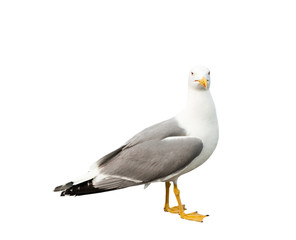 Seagull, isolated on white background