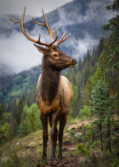 Wild Elk