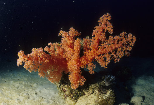 Alcyonium Sp. / Corail Alcyon / Corail Mou