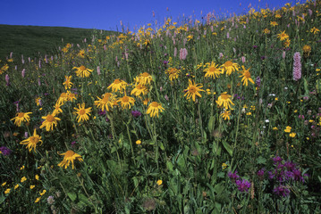 Arnica montana / Arnica des montagnes