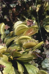 Dionaea muscipula / Dionée attrape-mouche / Gobe mouche de Vénus