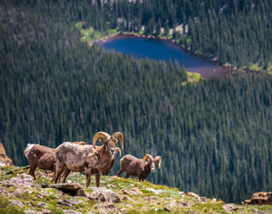 Naklejka premium Bighorn Rams on a Mountain Top in Colorado