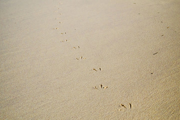 Fototapeta na wymiar Seagull steps on the sand of a tropical beach