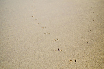 Seagull steps on the sand of a tropical beach