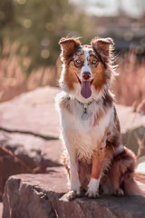 Australian Shepherd