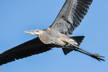 Great Blue Heron in Flight