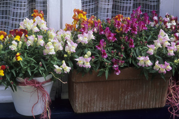 Antirrhinum majus / Gueule de loup / Muflier