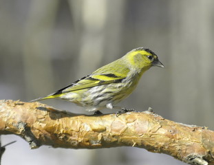 Siskin male on a pine branch. 