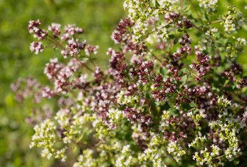 Fototapeta premium Flowers oregano