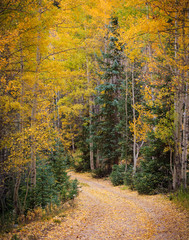 Obraz premium Colorado Autumn Scenic Beauty