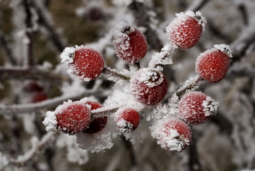 Givre / Rosa canina / Eglantier