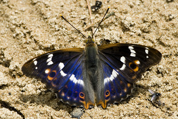 Apatura ilia / Petit mars changeant
